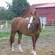 Frederiksborg Dartagnan ( dalle )