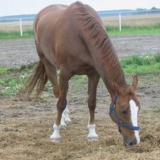 Frederiksborg Dartagnan ( dalle )