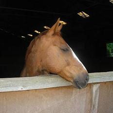Frederiksborg Dartagnan ( dalle )