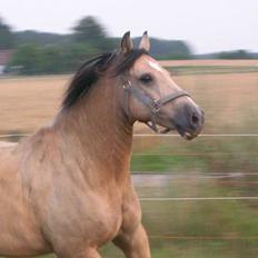 Welsh Pony af Cob-type (sec C) *Bugsy*
