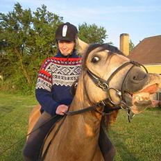 Welsh Pony af Cob-type (sec C) *Bugsy*