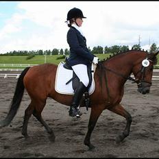 New Forest Smedhults Zippa 