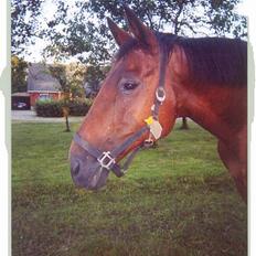 Anden særlig race Samson (R.I.P)