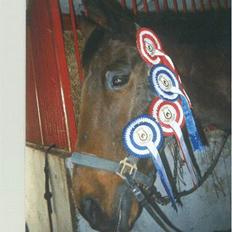 Anden særlig race Samson (R.I.P)