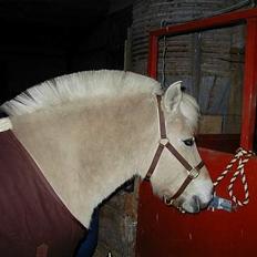 Fjordhest Tøsen *Er elsket*