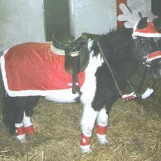 Anden særlig race Whisky(Døde d. 28 okt 05)