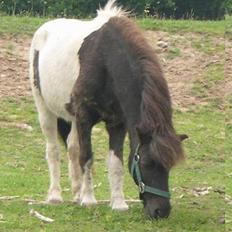 Anden særlig race Lurifax <3hvil i fred <,3