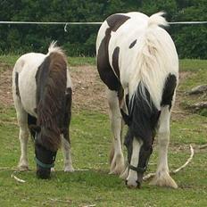 Anden særlig race Lurifax <3hvil i fred <,3