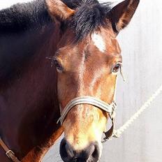 Connemara Disney's Fedtmule SOLGT