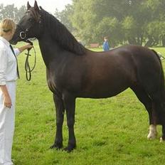 Welsh Cob (sec D) Arddyn Mayflower