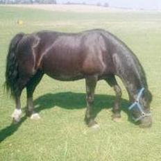 Welsh Cob (sec D) Arddyn Mayflower