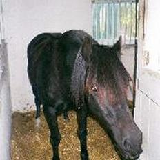 Welsh Cob (sec D) Arddyn Mayflower