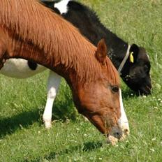 Anden særlig race kasper
