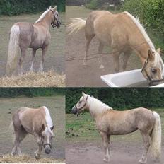 Haflinger Pilgrim - solgt