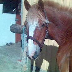 New Forest Casanova (SOLGT)