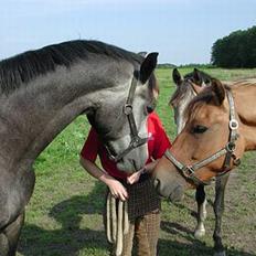 Sportsaraber (A) Snehvide