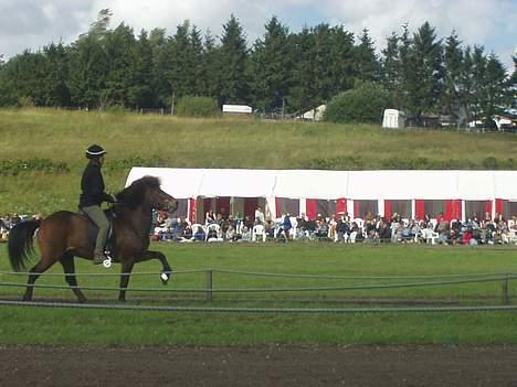Islænder Odin fra Grønfeld - Her er Odin i tølt til sjællandsstævet 2004... billede 1