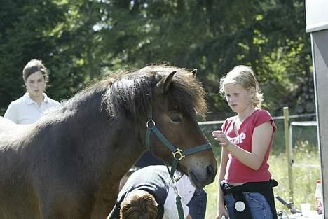 Islænder Odin fra Grønfeld - Min lillesøster og Odin;D Nuttet ikk? billede 2