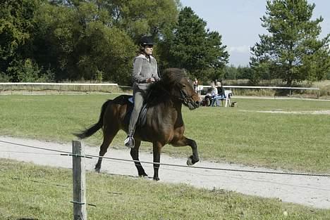 Islænder Odin fra Grønfeld - Odin i tølt til sit andet stævne...i foråret 2003...Han startede 4.3 og T.4 billede 4
