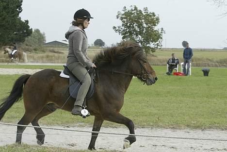 Islænder Odin fra Grønfeld - Odin i trav billede 6
