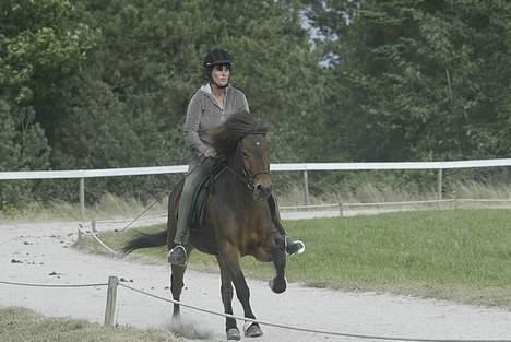 Islænder Odin fra Grønfeld - Odin i galop billede 7
