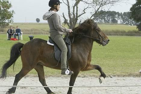 Islænder Odin fra Grønfeld - Odin i middeltølt - stadig samme stævne:P billede 8
