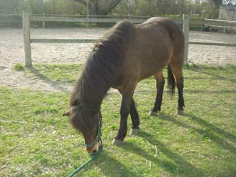 Islænder Odin fra Grønfeld - Odin græsser derhjemme ved siden af ridebanen... billede 9