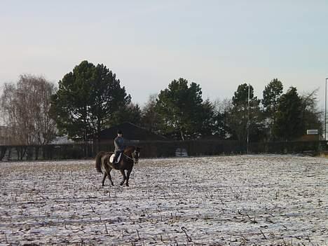 Anden særlig race Lafite Rôthchild billede 8