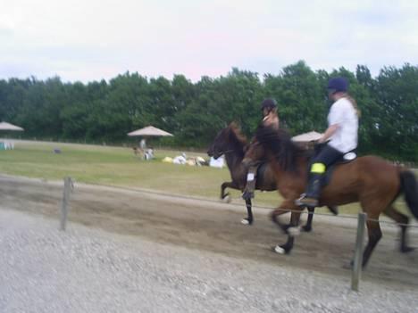 Islænder Svartur fra Tingvad - til fynsmesterskaberne, rigtig fint løft. billede 3