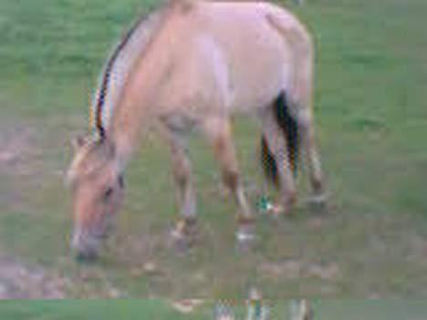 Fjordhest Felicia billede 5