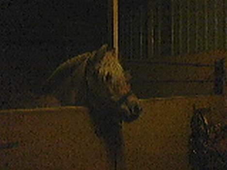 Fjordhest Rita billede 8