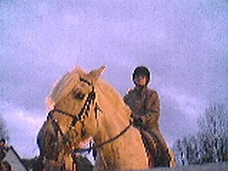 Fjordhest Rita billede 9