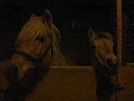 Fjordhest Rita billede 10