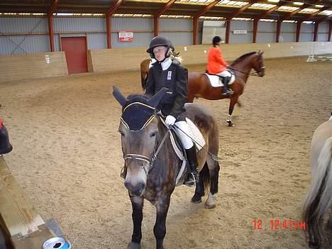 Anden særlig race gizmo (solgt) - dette er mig og gizmo til stævne billede 1