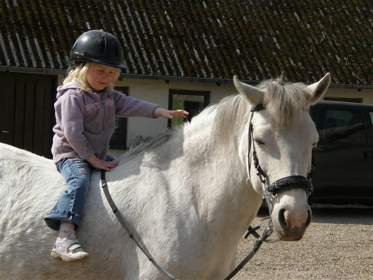 Connemara HYLDENS PRIMULA - Primula og Liv, som er 3, hun red selv (: billede 4