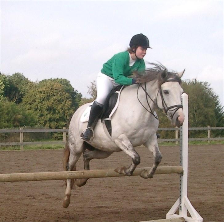 Connemara HYLDENS PRIMULA billede 6