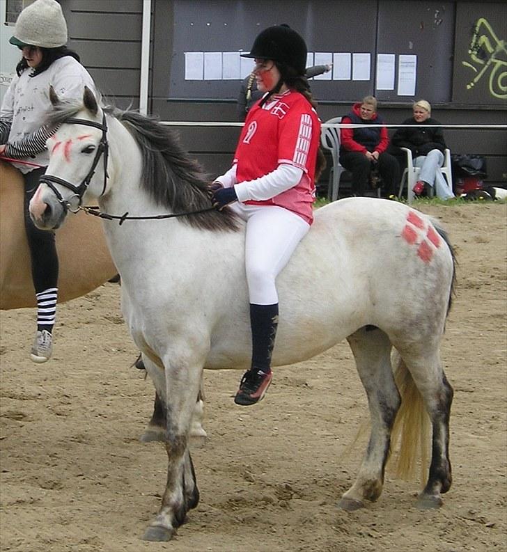 Connemara HYLDENS PRIMULA billede 7