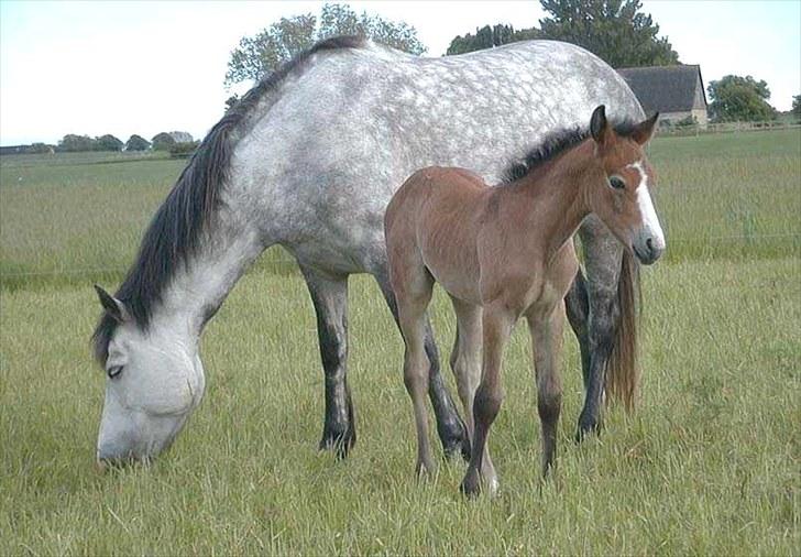 Connemara HYLDENS PRIMULA billede 9