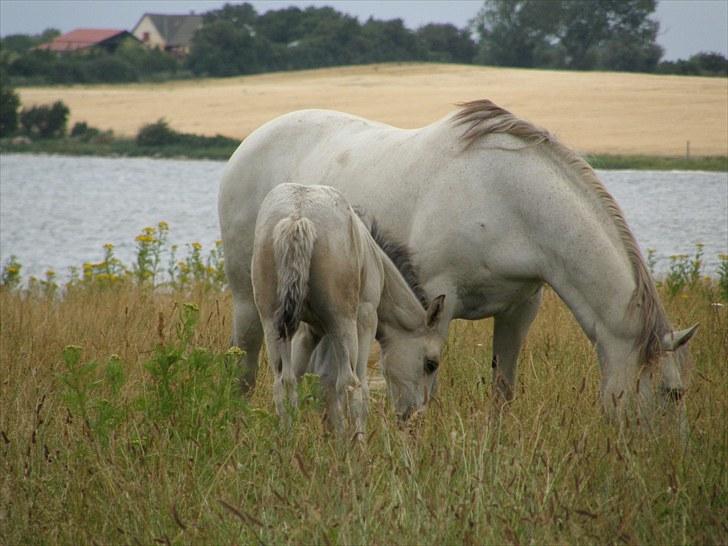 Connemara HYLDENS PRIMULA billede 12