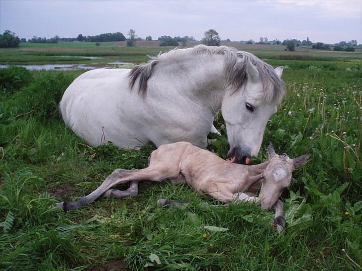 Connemara HYLDENS PRIMULA billede 13