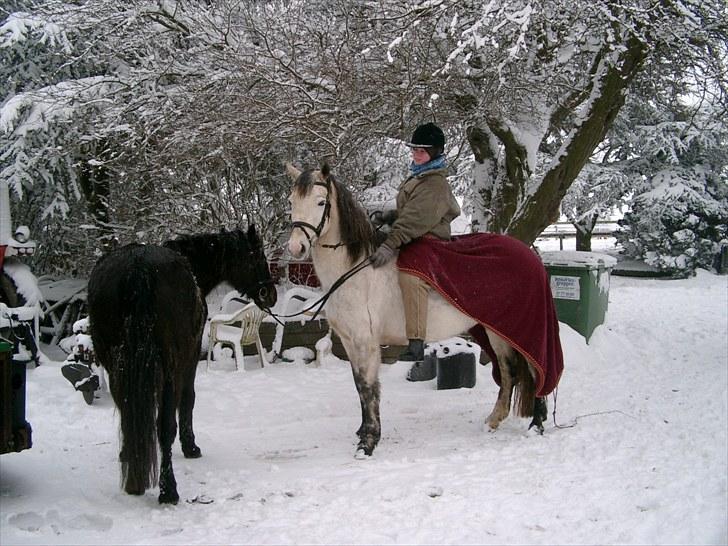 Connemara HYLDENS PRIMULA billede 17