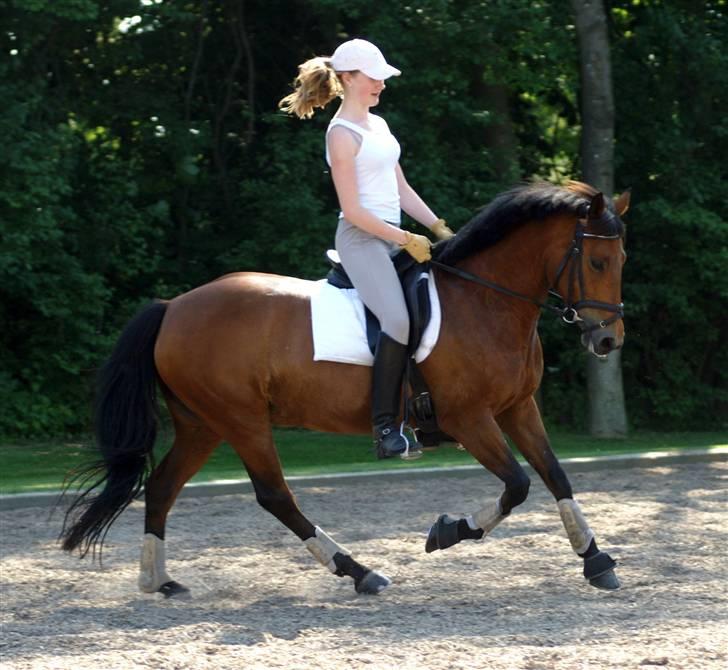 New Forest Smedhults Zippa  - Undervisning i sommer hos vores fantastiske underviser Eva. Foto:Lala billede 1