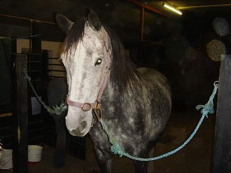 Anglo Araber (AA) Død Fancy - Her er hun så, er hun ikke dejlig?? billede 1