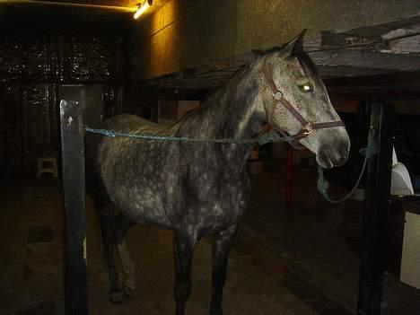 Anglo Araber (AA) Død Fancy - Her er hun så i fuld størelse. billede 2