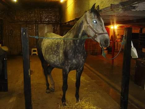 Anglo Araber (AA) Død Fancy - Hun er frisk på en ridetur. billede 3