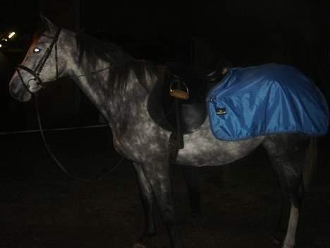 Anglo Araber (AA) Død Fancy - Nu er hun klar til lidt dressur. billede 4