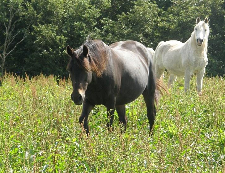 Connemara Krathus Calimash C 526 - Sådan skal man sgu se ud når man er 25 år gammel! billede 1