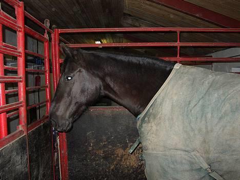 Anden særlig race Blackie(black beauty) billede 6