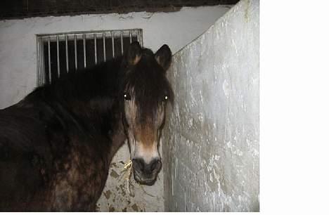 Anden særlig race gizmo (solgt) - gizmo i sin boks billede 2