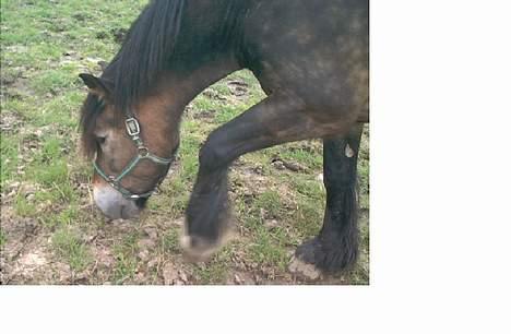 Anden særlig race gizmo (solgt) - gizmo der snart skal ud og rulle sig  billede 3